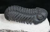 Phacops Trilobite From Morocco #10105-2